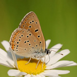 Ohniváček modrolemý - Lycaena hippothoe (Linnaeus, 1761)