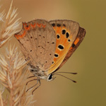 Ohniváček černokřídlý - Lycaena phlaeas (Linnaeus, 1761)
