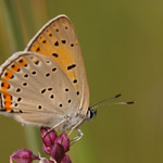 Ohniváček modrolesklý - Lycaena alciphron (Rottemburg, 1775)